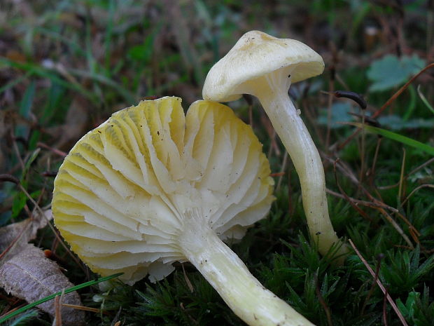 šťavnačka Hygrophorus sp.