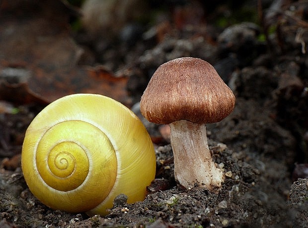 vláknica Inocybe sp.