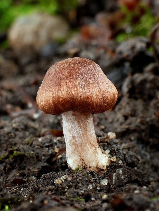 vláknica Inocybe sp.