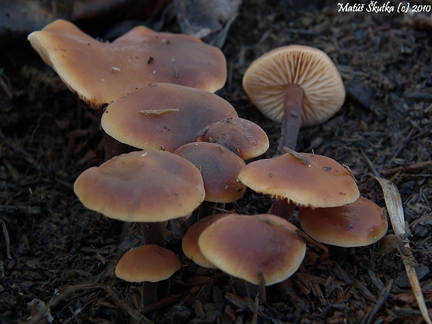 smeťovček uhorkový Macrocystidia cucumis (Pers.) Joss.