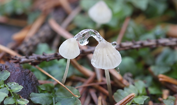 prilbička Mycena sp.