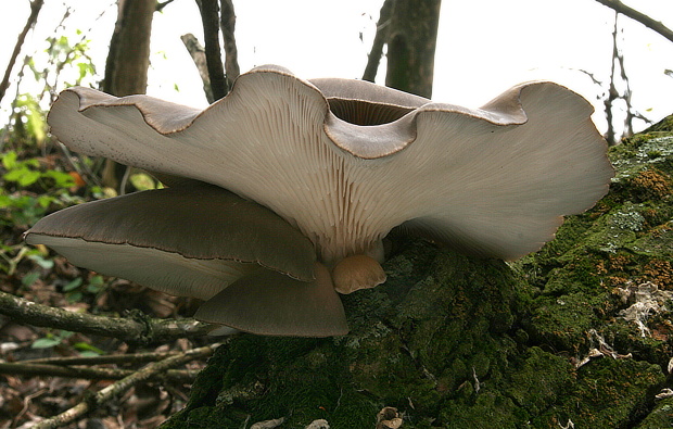 hliva ustricovitá Pleurotus ostreatus (Jacq.) P. Kumm.