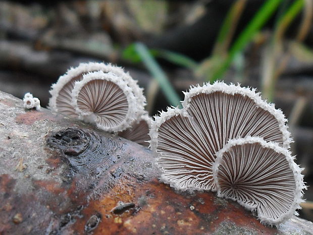 klanolupeňovka obyčajná Schizophyllum commune Fr.