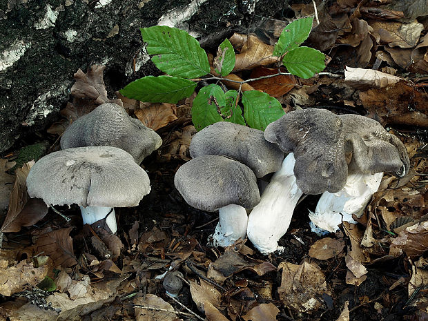 čírovka buková Tricholoma sciodes (Pers.) C. Martín