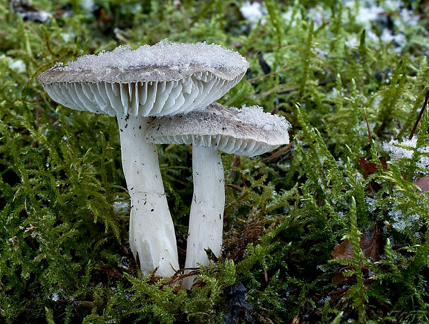 čírovka zemná Tricholoma terreum (Schaeff.) P. Kumm.