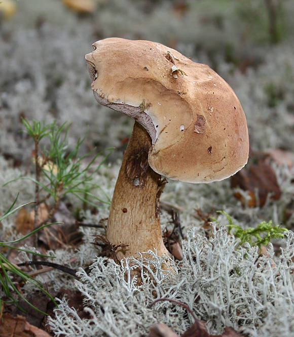 podhríb žlčový Tylopilus felleus (Bull.) P. Karst.