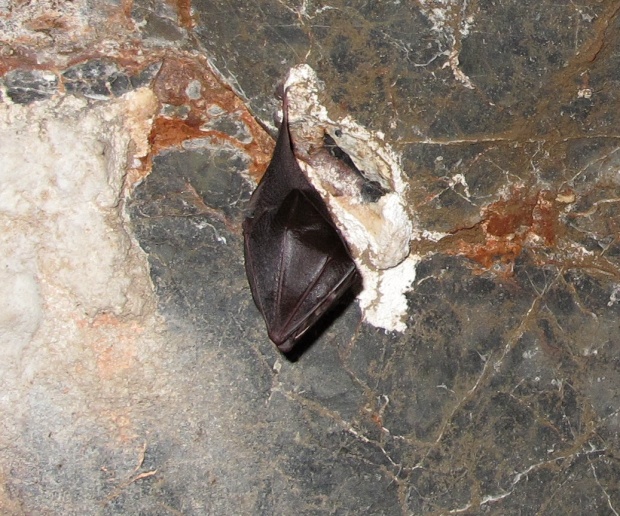 podkovár malý Chiroptera