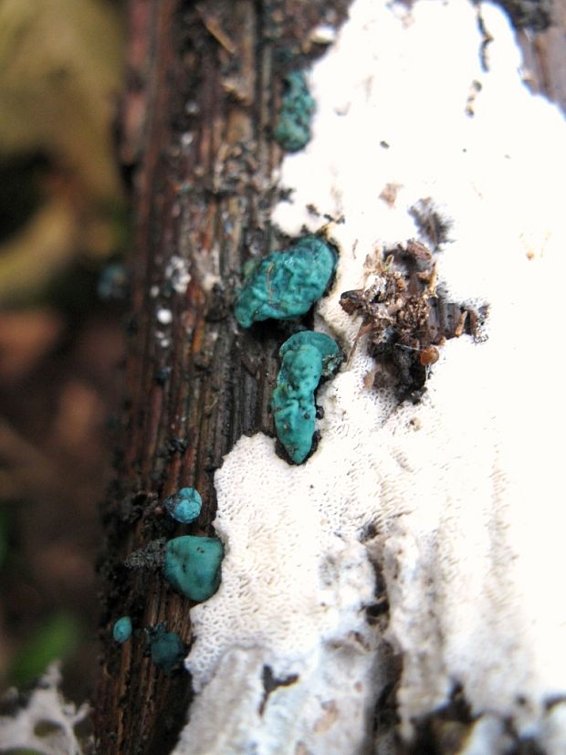 zelenica Chlorociboria sp.