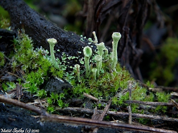 dutohlávka riasnatá Cladonia fimbriata (L.) Fr.