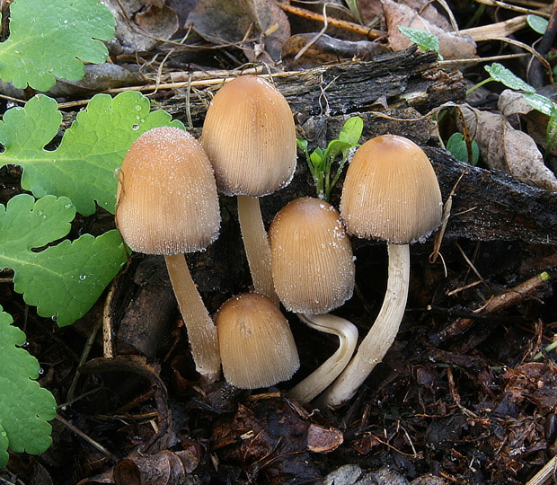 hnojník ligotavý Coprinellus micaceus (Bull.) Vilgalys, Hopple & Jacq. Johnson