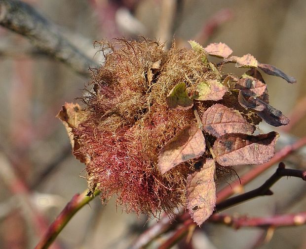 hrčiarka ružová Diplolepis rosae