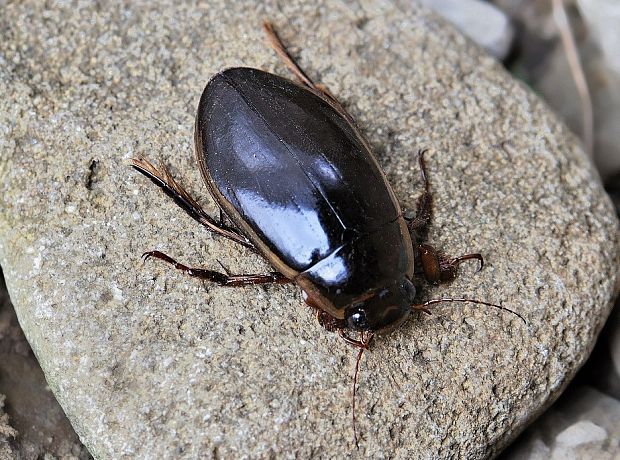 potápnik Dytiscus semisulcatus