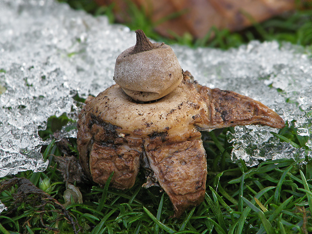 hviezdovka hnedá Geastrum elegans  Vittad.