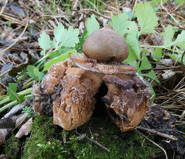 hviezdovka trojitá Geastrum triplex Jungh.