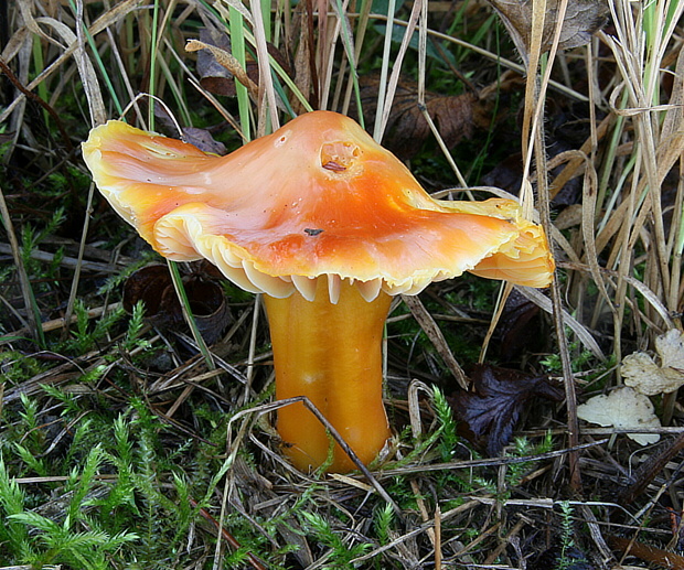 lúčnica granátovočervená Hygrocybe punicea (Fr.) P. Kumm.