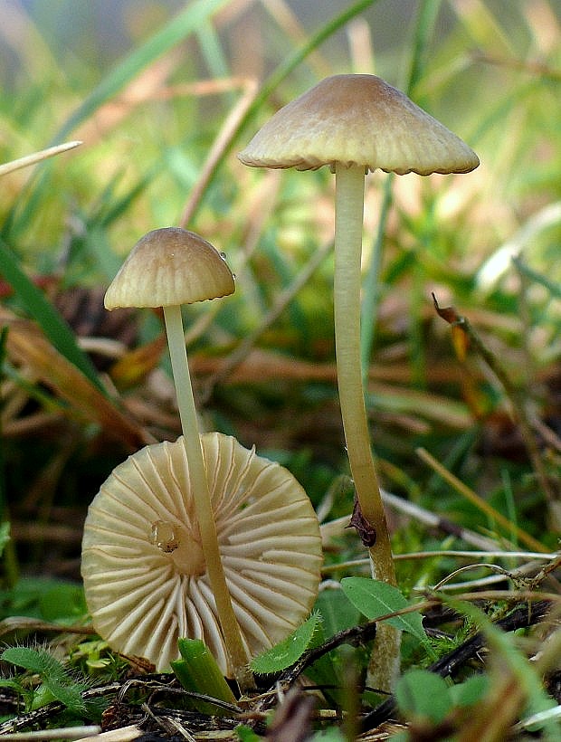 prilbička Mycena sp.