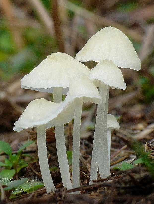 prilbička Mycena sp.