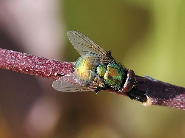 mucha Neomyia viridescens