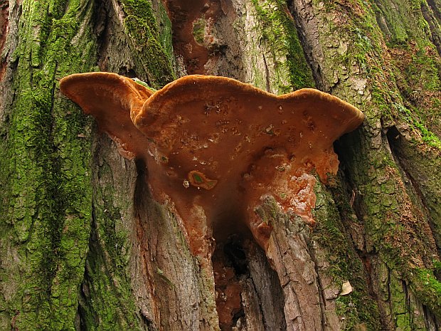 ohňovec hrboľkatý Phellinus torulosus (Pers.) Bourdot & Galzin