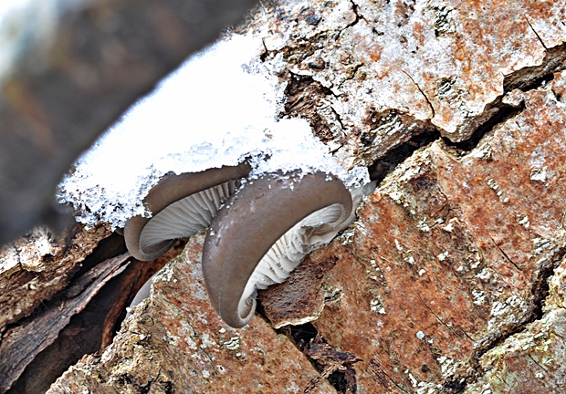 hliva ustricovitá Pleurotus ostreatus (Jacq.) P. Kumm.