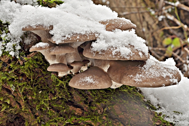 hliva ustricovitá Pleurotus ostreatus (Jacq.) P. Kumm.