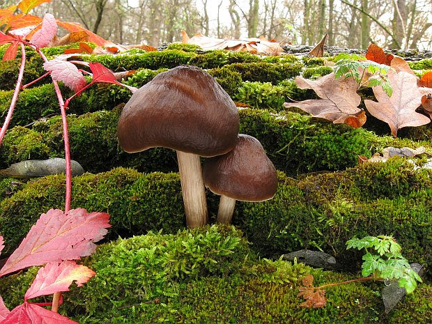 štítovka jelenia Pluteus cervinus (Schaeff.) P. Kumm.