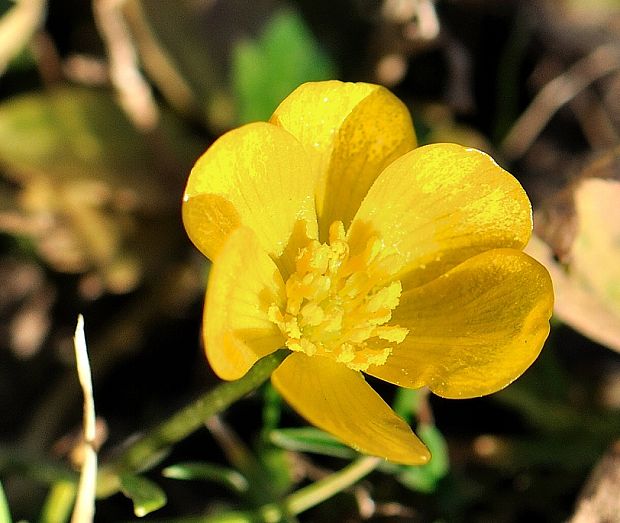 iskerník prudký Ranunculus acris L.