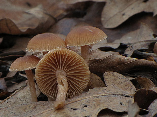 smeťovka Tubaria sp.