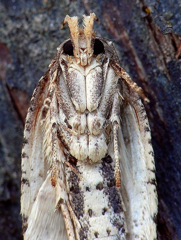 ploskáč lopúchový Agonopterix arenella Denis & Schiffermüller, 1775