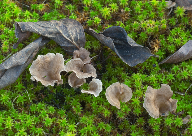 rebrovička lopatkovitá Arrhenia spathulata (Fr.) Redhead