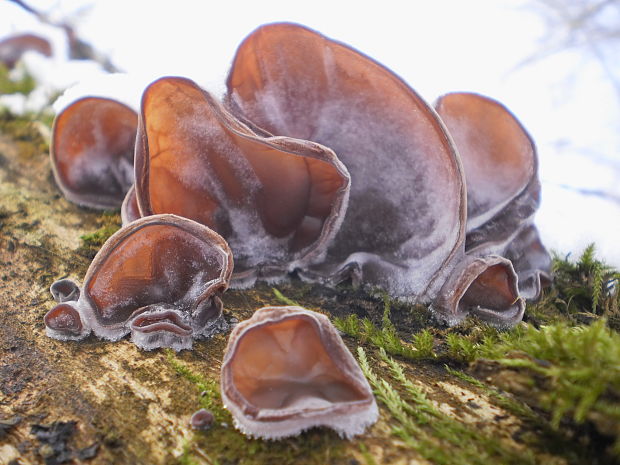 uchovec bazový Auricularia auricula-judae (Bull.) Quél.