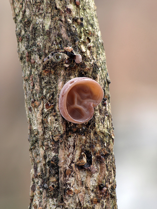 uchovec bazový Auricularia auricula-judae (Bull.) Quél.