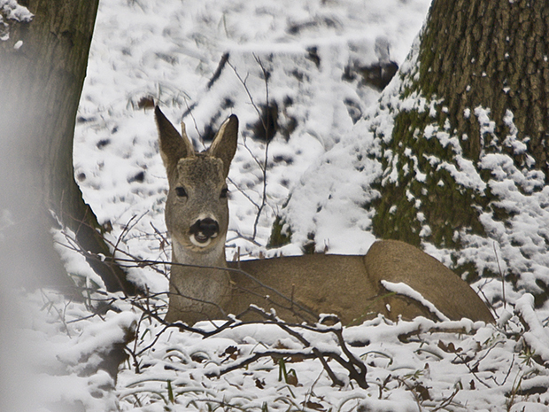 srnec lesný Capreolus capreolus