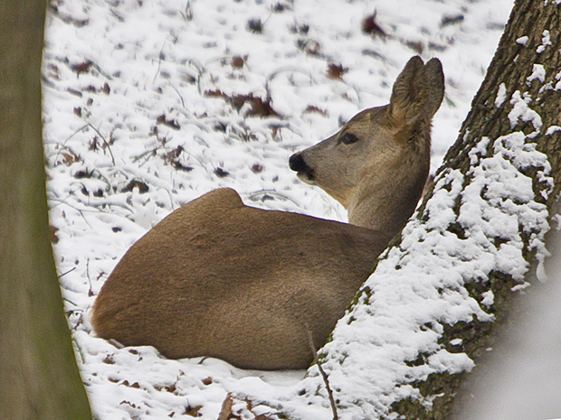 srnec lesný  Capreolus capreolus