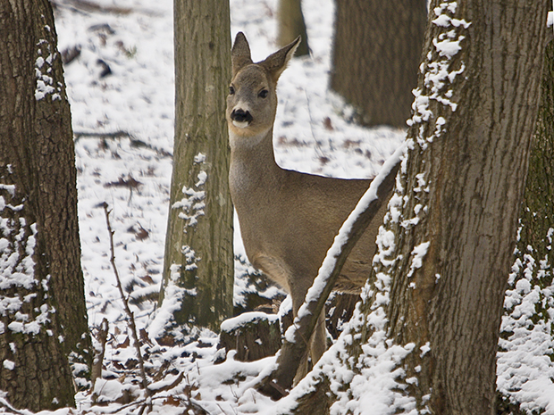 srnec lesný  Capreolus capreolus