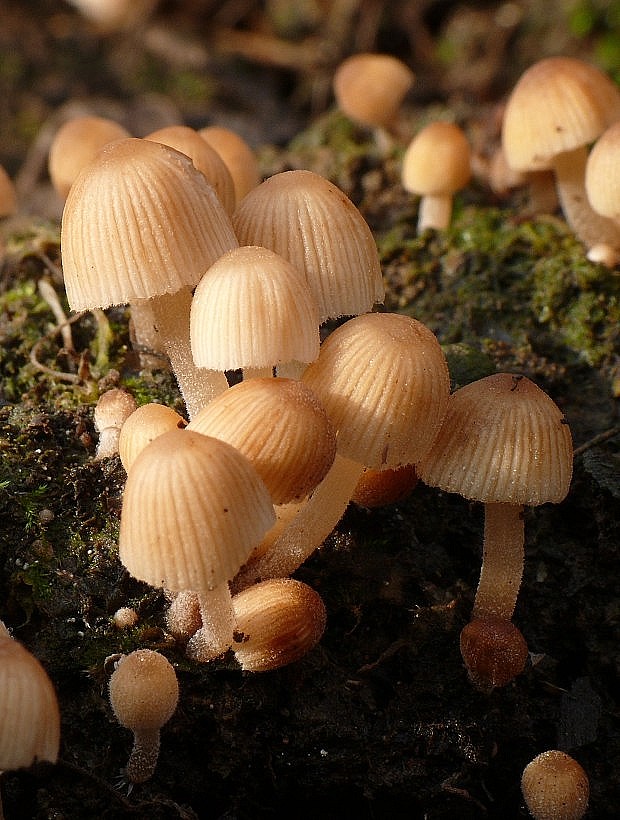 hnojník rozsiaty Coprinellus disseminatus (Pers.) J.E. Lange