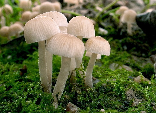 hnojník rozsiaty Coprinellus disseminatus (Pers.) J.E. Lange