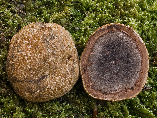 srnka obyčajná Elaphomyces granulatus Fr.