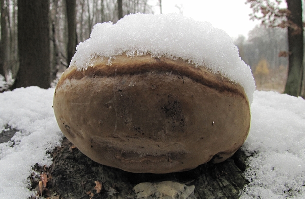 ohňovec mohutný-ohňovec statný Fomitiporia robusta (P. Karst.) Fiasson & Niemelä