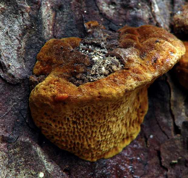 trámovka anízová Gloeophyllum odoratum (Wulfen) Imazeki