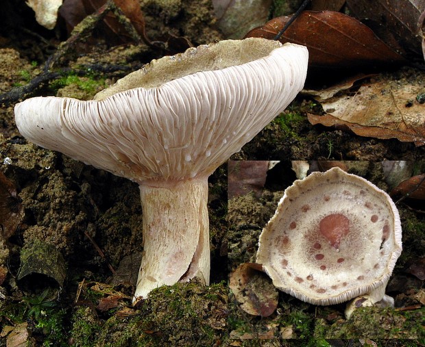 rýdzik Lactarius sp.