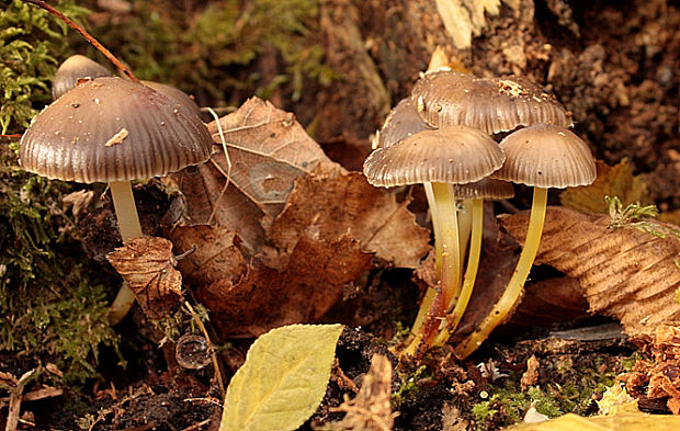 prilbička slizká želatínová Mycena epipterygia var. viscosa (Secr. ex Maire) Ricken