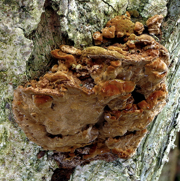 ohňovec hrboľkatý Phellinus torulosus (Pers.) Bourdot & Galzin