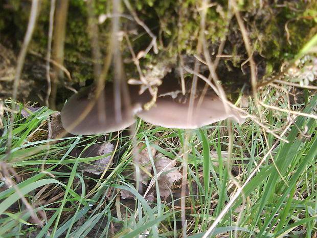 hliva ustricovitá Pleurotus ostreatus (Jacq.) P. Kumm.