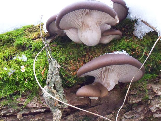 hliva ustricovitá Pleurotus ostreatus (Jacq.) P. Kumm.