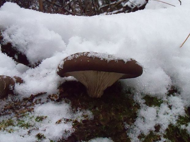 hliva ustricovitá Pleurotus ostreatus (Jacq.) P. Kumm.