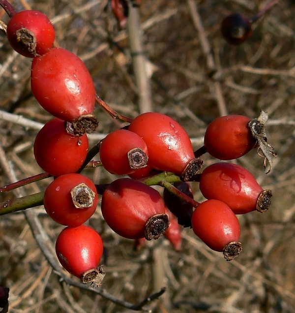 ruža šípová Rosa canina L.