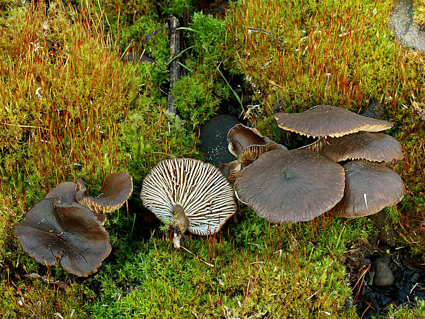 sivolupeňovka spálenisková Tephrocybe anthracophila (Lasch) P.D. Orton