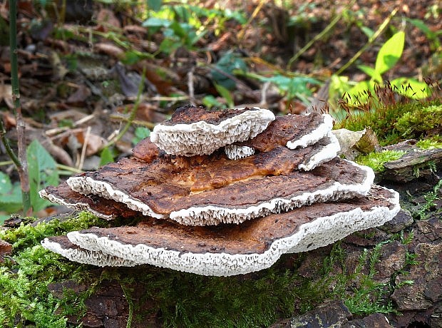 trúdnikovec pestrý   ? Trametes versicolor (L.) Lloyd