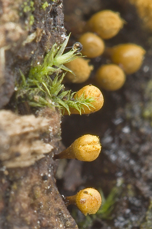 vlasnačka Trichia  cf. decipiens